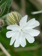 White lichtnelke close-up