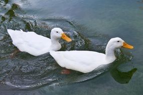 two white ducks on the water