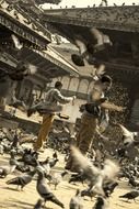 pigeons people