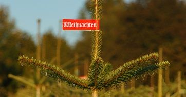 christmas tree on the market