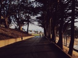 road pavement trees