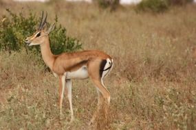 wild antelope during a safari in Africa