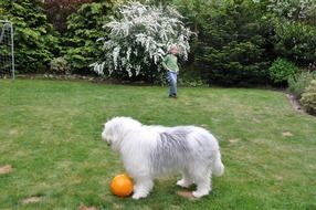 dog playing with ball