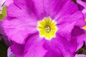 primula vulgaris hybrid flowers