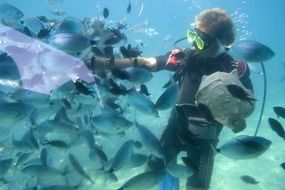 diver among many fish underwater