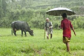 farmers and cattle in the rain on pasture
