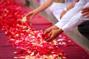 rose petals after Buddhists procession