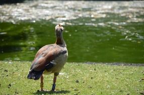 goose walks on the grass