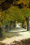 castle avenue between hornbeams