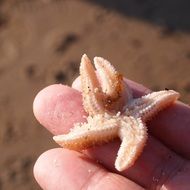 starfish on hand