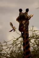 giraffe and bird