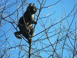 beautiful cat on a bare tree on a clear day