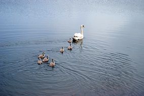 swan family in the middle of a quiet lake