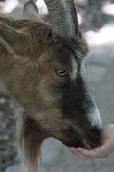 livestock domestic goat