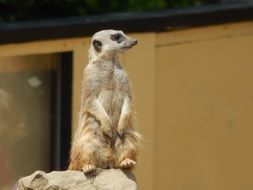 alarmed meerkat on the stone