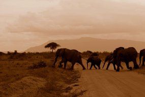 elephants on the road in the wild africa