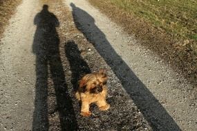 terrier at the sun among the shadows