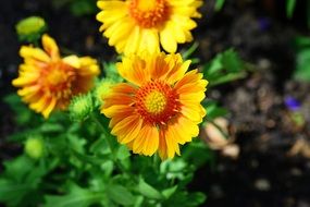 gaillardia yellow flower sunflower family