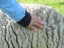 sheep's wool