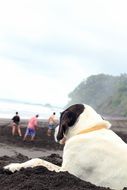 dog and people on the beach