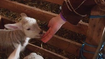 Lamb is smelling hand