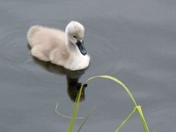 swan baby animal
