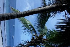 palm tree on the coast