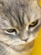 face of grey kitten closeup