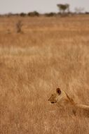 lion in wild african nature