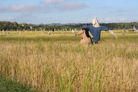 scarecrow straw