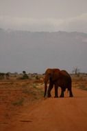 Beautiful elephant among nature in Africa