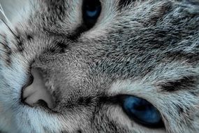 gray cat with bright blue eyes close-up