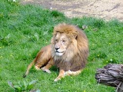 lion on green grass
