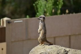 african meerkat suricate