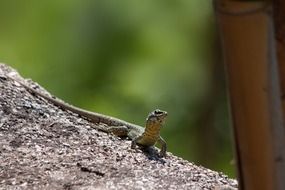 squamata lizard