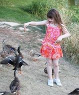 happy child girl feeding ducks in park