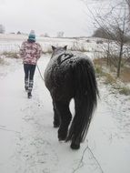 black pony is walking on snow