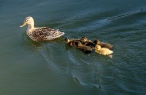 ducklings babies