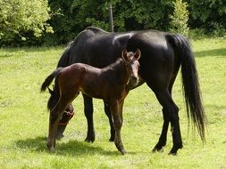 black horse and foal on pasture on a sunny day