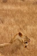 resting lion in Kenya