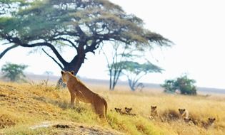lion family in the steppe in Tanzania