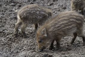 little wild boars in the mud