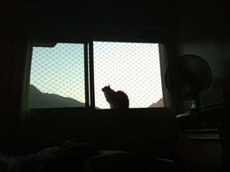 cat sitting on the windowsill