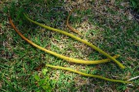 tree needles on green grass