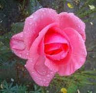 pink garden rose in dew drops close up