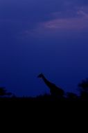 giraffe silhouette at night