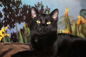 photo of a black cat