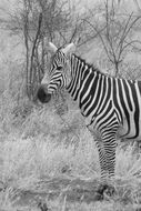 wild zebra