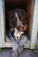 dog is hugging a kitten