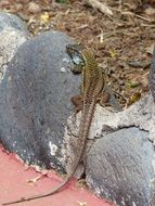 lizard resting in the sun